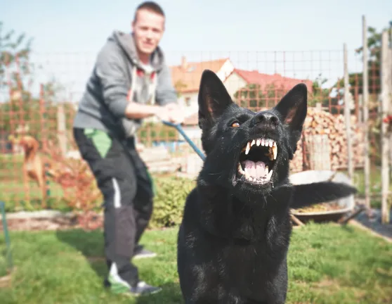 ¿Qué es el seguro ppp y cuántos perros protege mi seguro de hogar?